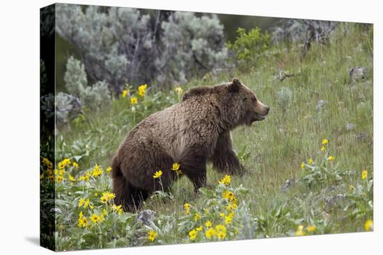 Grizzly Bear (Ursus Arctos Horribilis), Yellowstone National Park, Wyoming, U.S.A.-James Hager-Premier Image Canvas