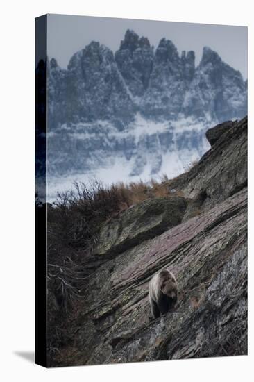 Grizzly Bear Walks Along Rock Shelf of Glacier-Waterton International Peace Park, Montana-Steven Gnam-Premier Image Canvas