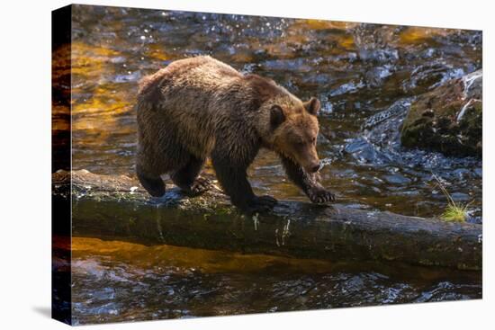 Grizzly Bear Watching for Salmon, Tongass National Forest Alaska, USA-Jaynes Gallery-Premier Image Canvas