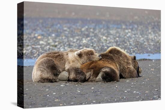 Grizzly bear with cub sleeping on her back, Lake Clark National Park and Preserve, Alaska-Adam Jones-Premier Image Canvas
