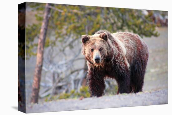 Grizzly Bear Yellowstone Park-null-Stretched Canvas