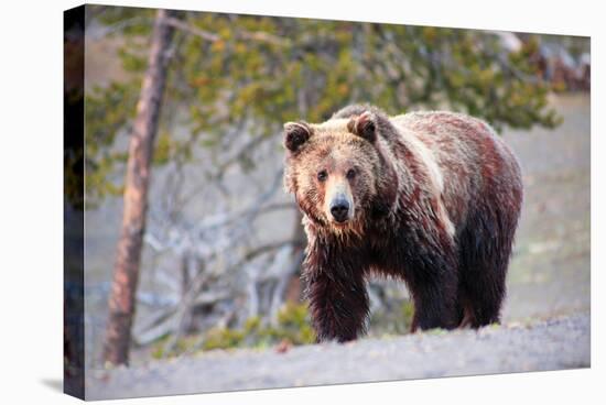 Grizzly Bear Yellowstone Park-null-Stretched Canvas