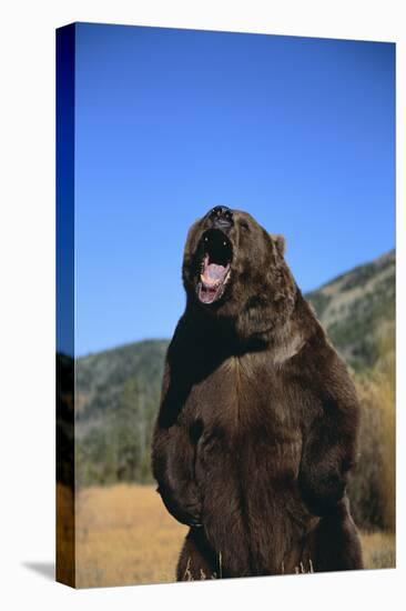 Grizzly Bear-DLILLC-Premier Image Canvas