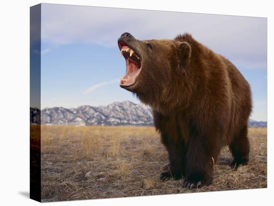 Grizzly Bear-DLILLC-Premier Image Canvas