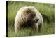 Grizzly Bear-Photos by Miller-Premier Image Canvas