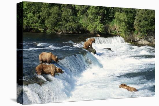 Grizzly Bears Fishing for Salmon at Brooks Falls-null-Premier Image Canvas