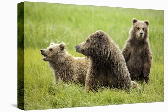 Grizzly Bears-Photos by Miller-Premier Image Canvas