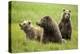 Grizzly Bears-Photos by Miller-Premier Image Canvas