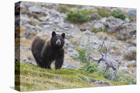 Grizzly colored Black Bear-Ken Archer-Premier Image Canvas