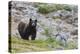 Grizzly colored Black Bear-Ken Archer-Premier Image Canvas