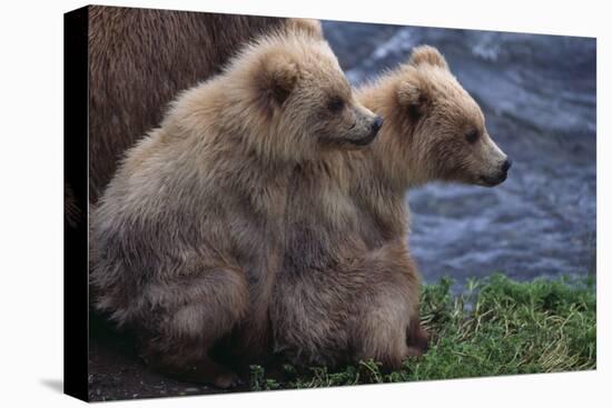 Grizzly Cubs with Mother by River-DLILLC-Premier Image Canvas