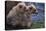 Grizzly Cubs with Mother by River-DLILLC-Premier Image Canvas