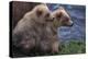 Grizzly Cubs with Mother by River-DLILLC-Premier Image Canvas