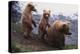 Grizzly Cubs with Mother by River-DLILLC-Premier Image Canvas