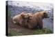 Grizzly Cubs with Mother by River-DLILLC-Premier Image Canvas