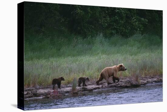 Grizzly Cubs with Mother by River-DLILLC-Premier Image Canvas