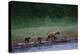 Grizzly Cubs with Mother by River-DLILLC-Premier Image Canvas