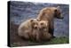 Grizzly Cubs with Mother by River-DLILLC-Premier Image Canvas