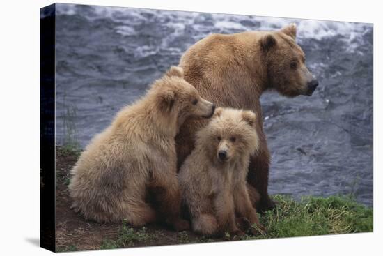 Grizzly Cubs with Mother by River-DLILLC-Premier Image Canvas