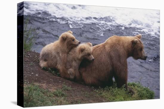 Grizzly Cubs with Mother by River-DLILLC-Premier Image Canvas