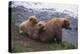 Grizzly Cubs with Mother by River-DLILLC-Premier Image Canvas