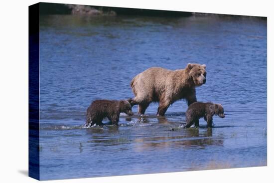 Grizzly Cubs with Mother in River-DLILLC-Premier Image Canvas