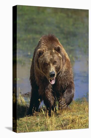 Grizzly Guarding Riverbank-DLILLC-Premier Image Canvas