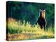 Grizzly of Kronotska National Park, Kamchatka, Russia-Daisy Gilardini-Premier Image Canvas