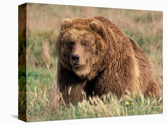 Grizzly or Brown Bear, Kodiak Island, Alaska, USA-Art Wolfe-Premier Image Canvas