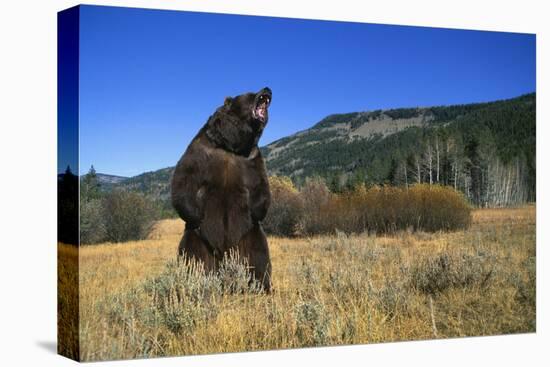 Grizzly Roaring in Field-DLILLC-Premier Image Canvas