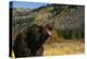 Grizzly Roaring in Field-DLILLC-Premier Image Canvas