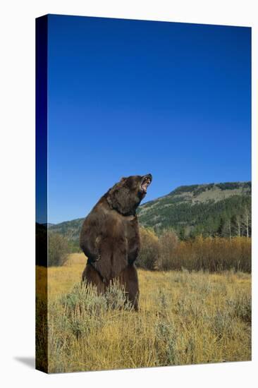 Grizzly Roaring in Mountain Meadow-DLILLC-Premier Image Canvas