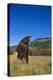 Grizzly Roaring in Mountain Meadow-DLILLC-Premier Image Canvas