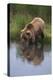 Grizzly Wading in Stream-DLILLC-Premier Image Canvas