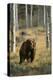 Grizzly Walking among Trees-DLILLC-Premier Image Canvas