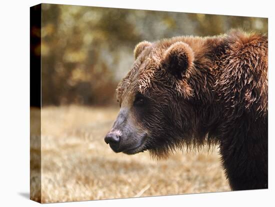 Grizzly Watch-Jai Johnson-Premier Image Canvas