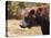 Grizzly Watch-Jai Johnson-Premier Image Canvas