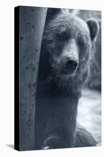 Grizzly-Gordon Semmens-Premier Image Canvas