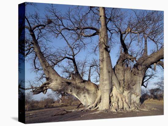 Grootboom Baobab Tree in Bushman Country Near Tsumkwe-Nigel Pavitt-Premier Image Canvas