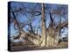 Grootboom Baobab Tree in Bushman Country Near Tsumkwe-Nigel Pavitt-Premier Image Canvas