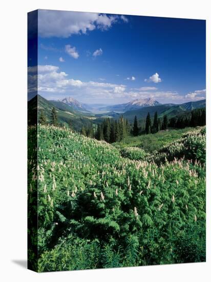 Grooved Milkvetch and Mt. Crested Butte, Gunnison National Forest, Colorado, USA-Adam Jones-Premier Image Canvas