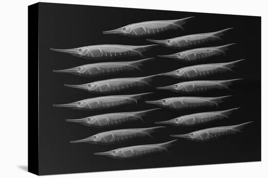 Grooved Razorfish-Sandra J. Raredon-Stretched Canvas