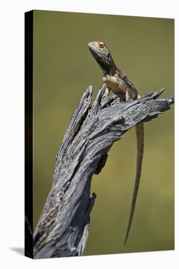 Ground agama (Agama aculeata aculeata), male, Kgalagadi Transfrontier Park, South Africa, Africa-James Hager-Premier Image Canvas