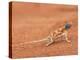 Ground Agama (Agama Aculeata), Kgalagadi Transfrontier Park, Northern Cape, South Africa, Africa-Ann & Steve Toon-Premier Image Canvas