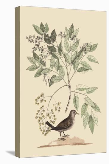 Ground Dove-Mark Catesby-Stretched Canvas