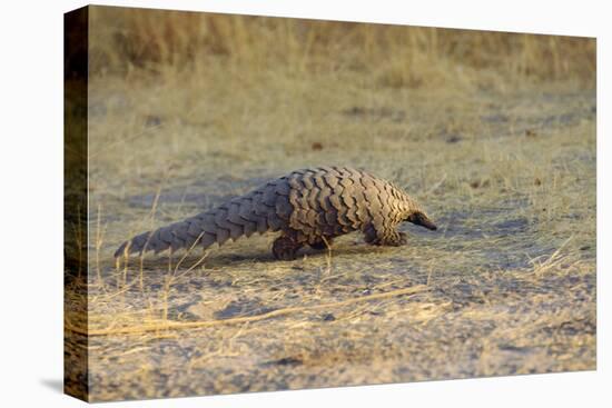Ground Pangolin-null-Premier Image Canvas