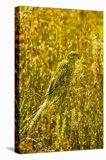 Ground Parrot, Tasmania, Australia-Mark A Johnson-Premier Image Canvas