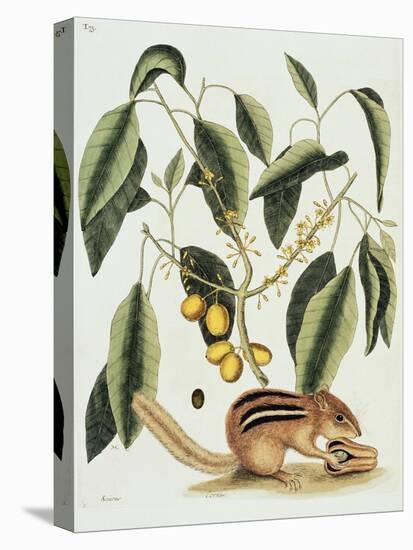 Ground Squirrel Natural History of Carolina, Florida and Bahamas-Mark Catesby-Premier Image Canvas