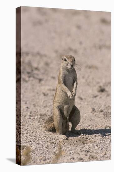 Ground Squirrel Standing Up-DLILLC-Premier Image Canvas