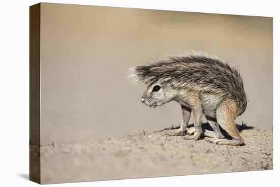 Ground Squirrel (Xerus Inauris) Young, Kgalagadi Transfrontier Park, Northern Cape, South Africa-Ann & Steve Toon-Premier Image Canvas